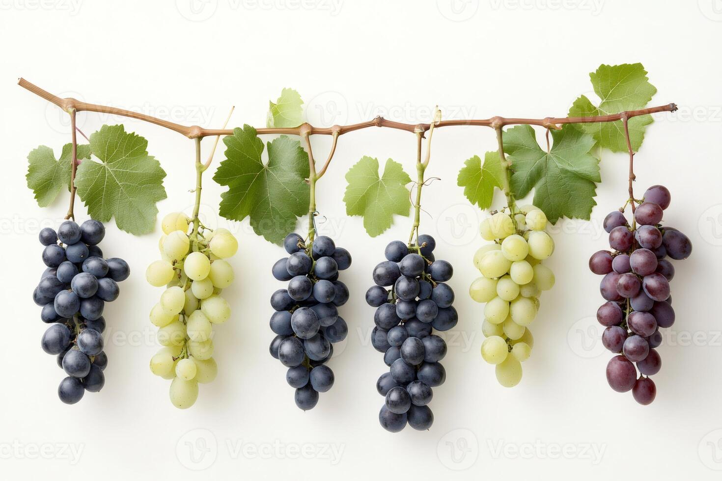 Vibrant Bunches of Grapes Hanging on Vine photo