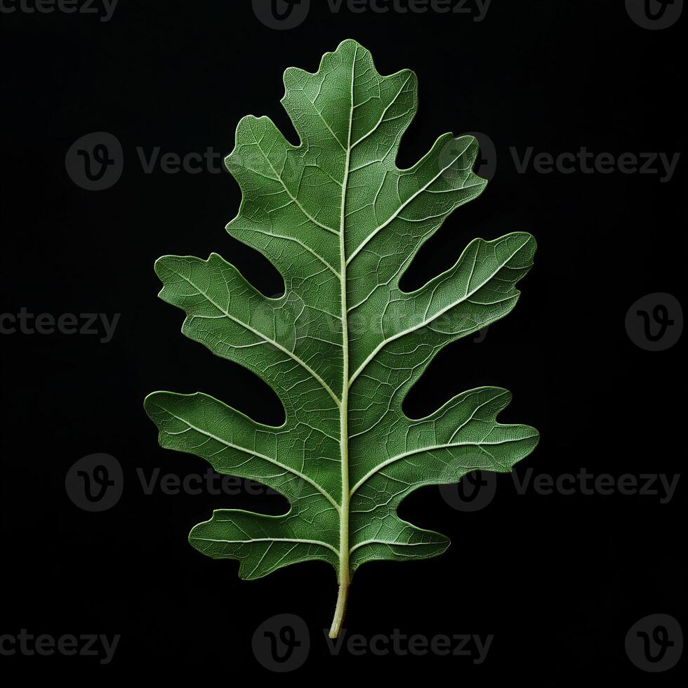 green leaf with black background. isolated photo. photo