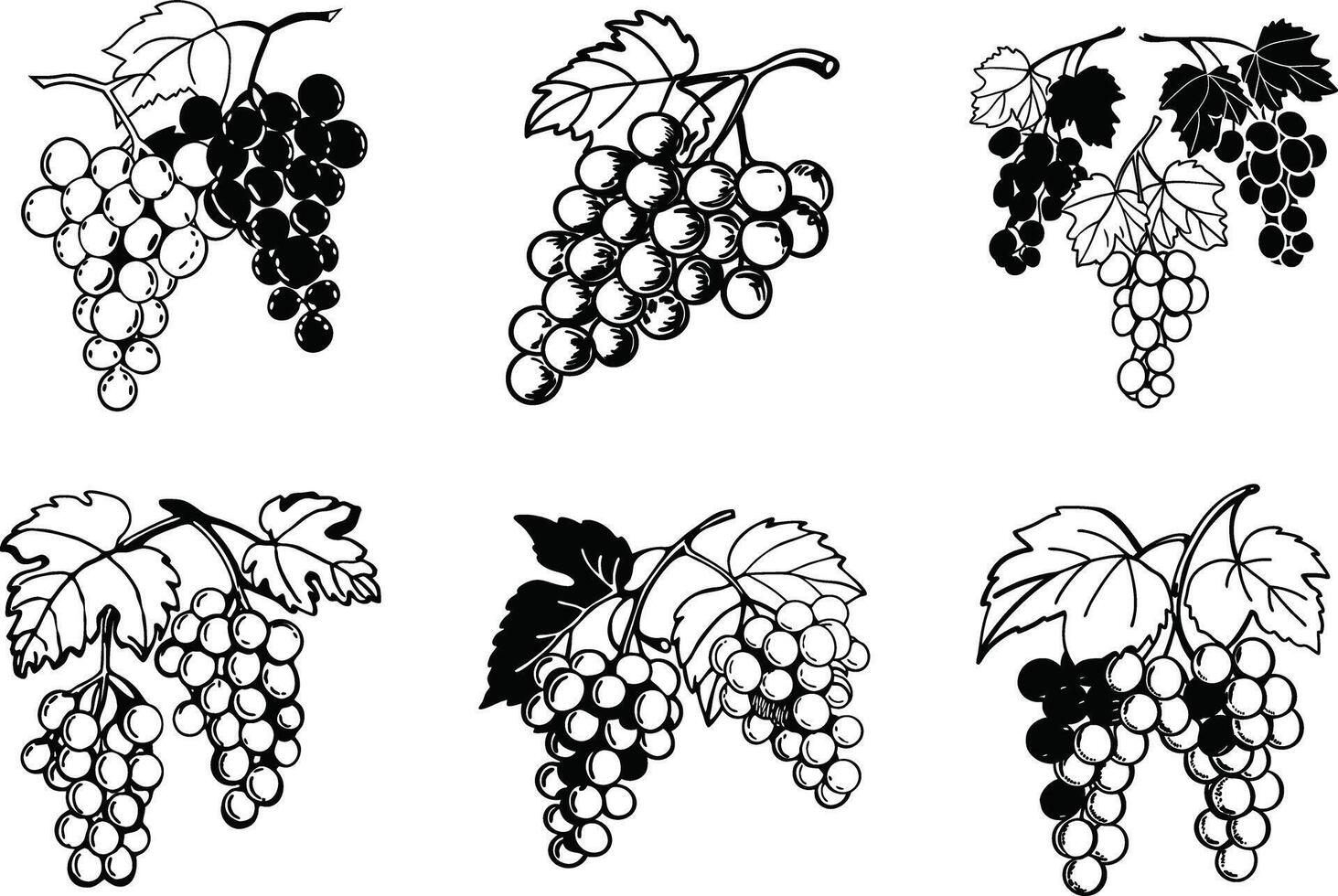 Black and white grapes illustration with leaves in outline style vector
