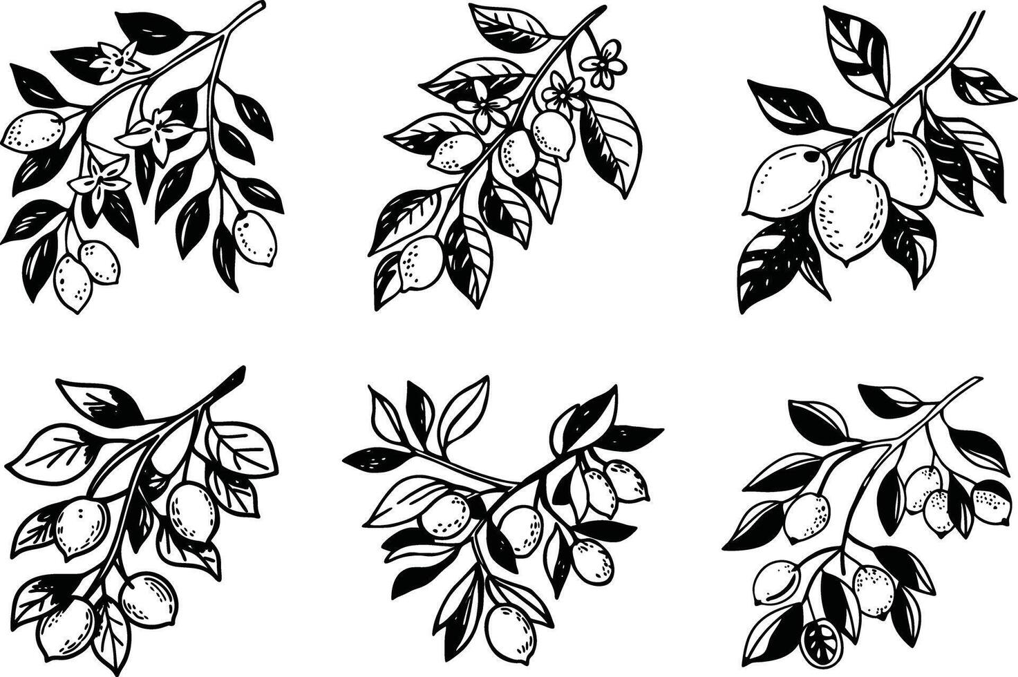 Collection of lemon branches with leaves and flowers black and white illustration vector