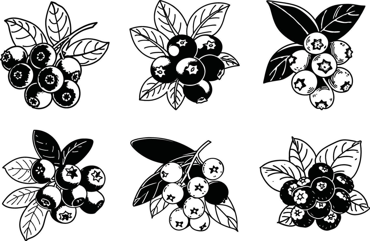 Black and white blueberry clusters illustration fresh botanical design vector