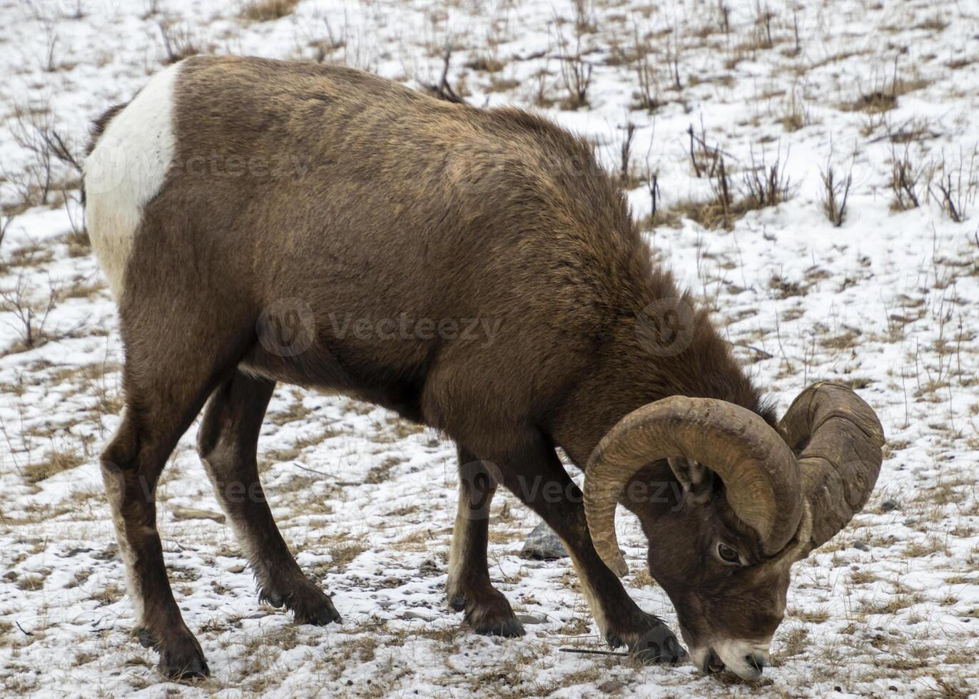 Wild bighorn sheep grazing in a snowy field during winter photo