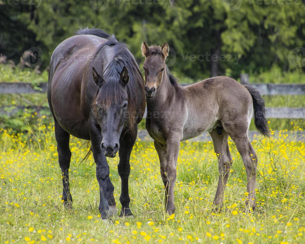 Wild horse and foal in a vibrant meadow surrounded by wildflowers on a sunny day in early summer photo