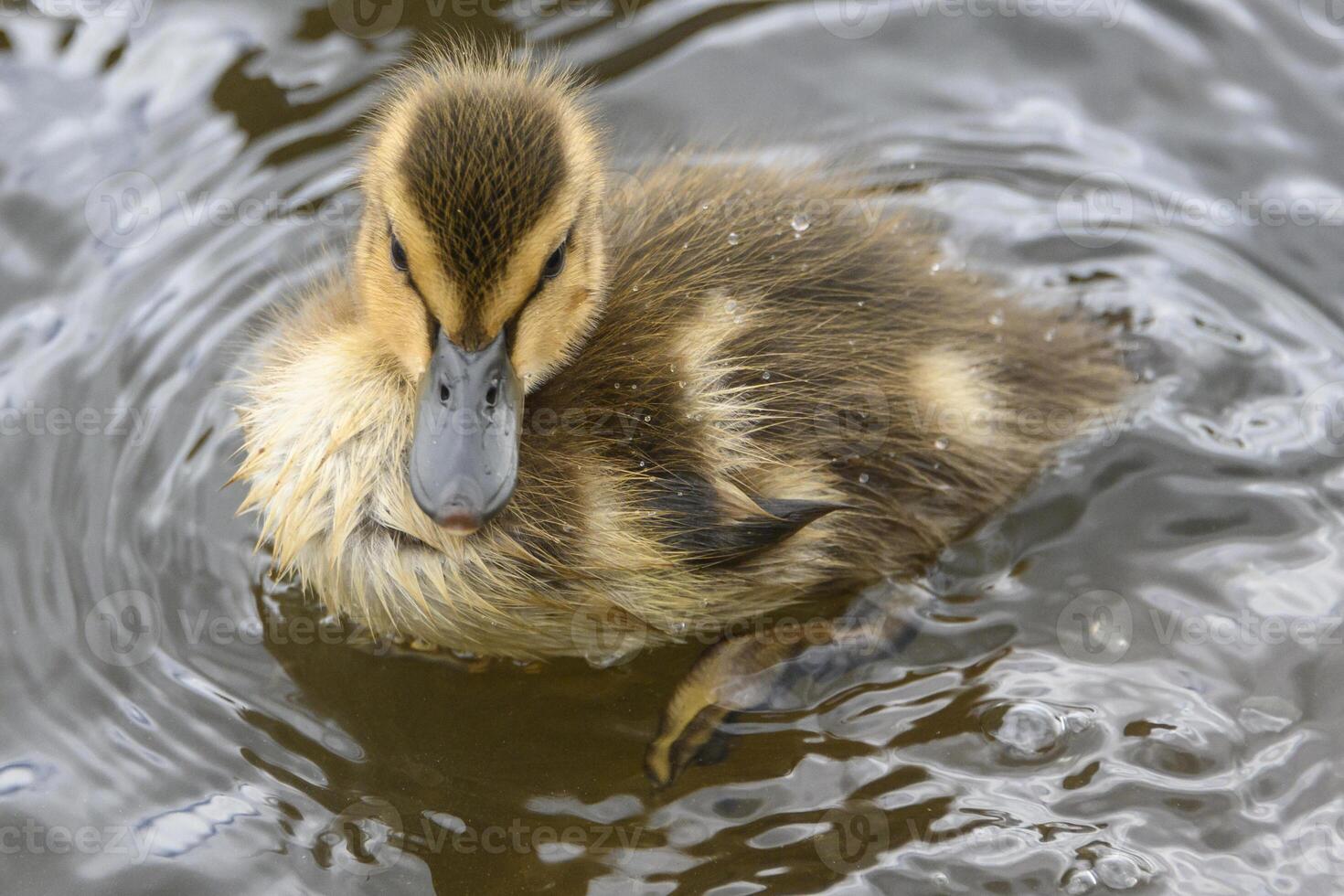 Mallard duckling swims gently in calm water surrounded by ripples on a sunny day photo