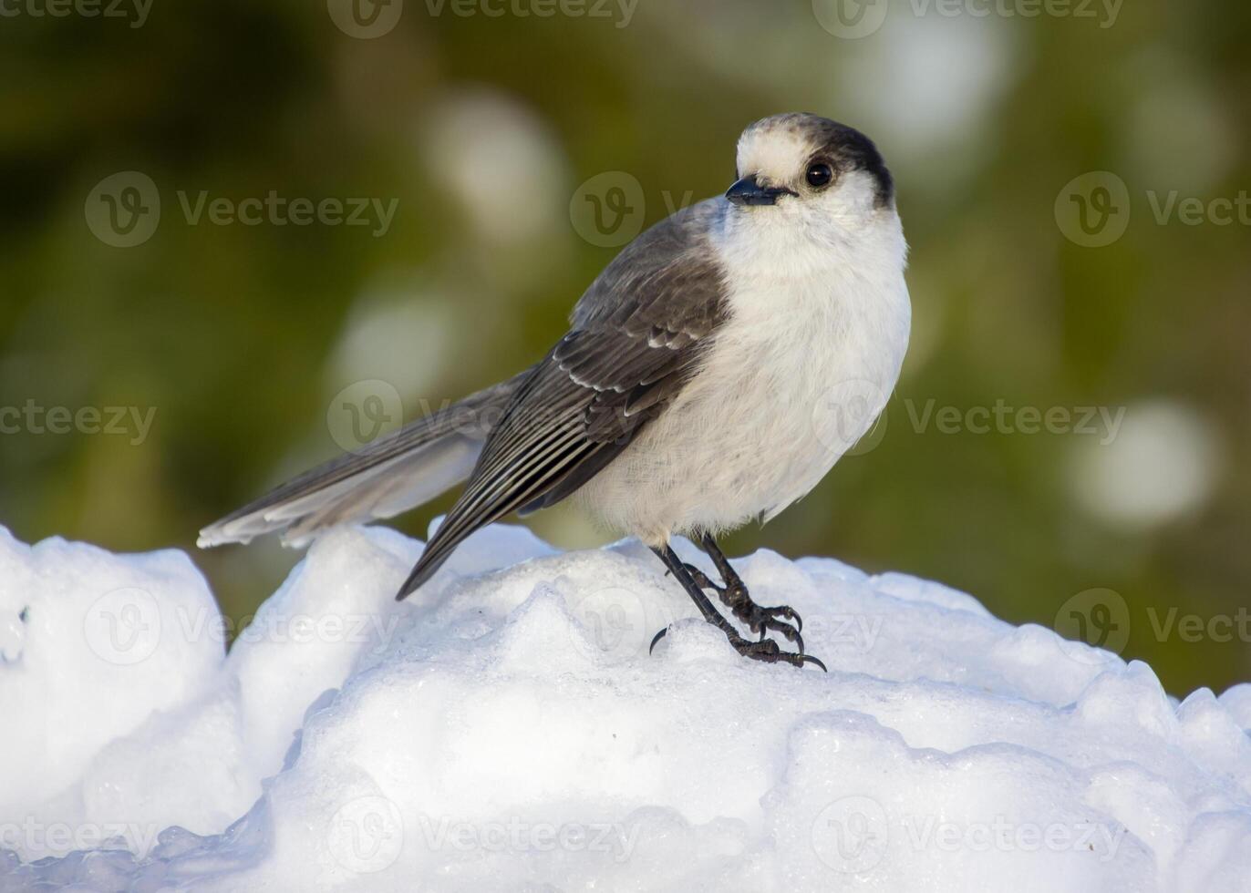 Bird perched on snow-covered surface in a winter landscape, showcasing its feathers and habitat in detail photo
