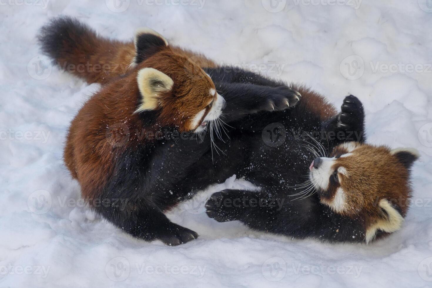 Red panda cubs playfully interact in a snowy environment during winter at a wildlife sanctuary photo