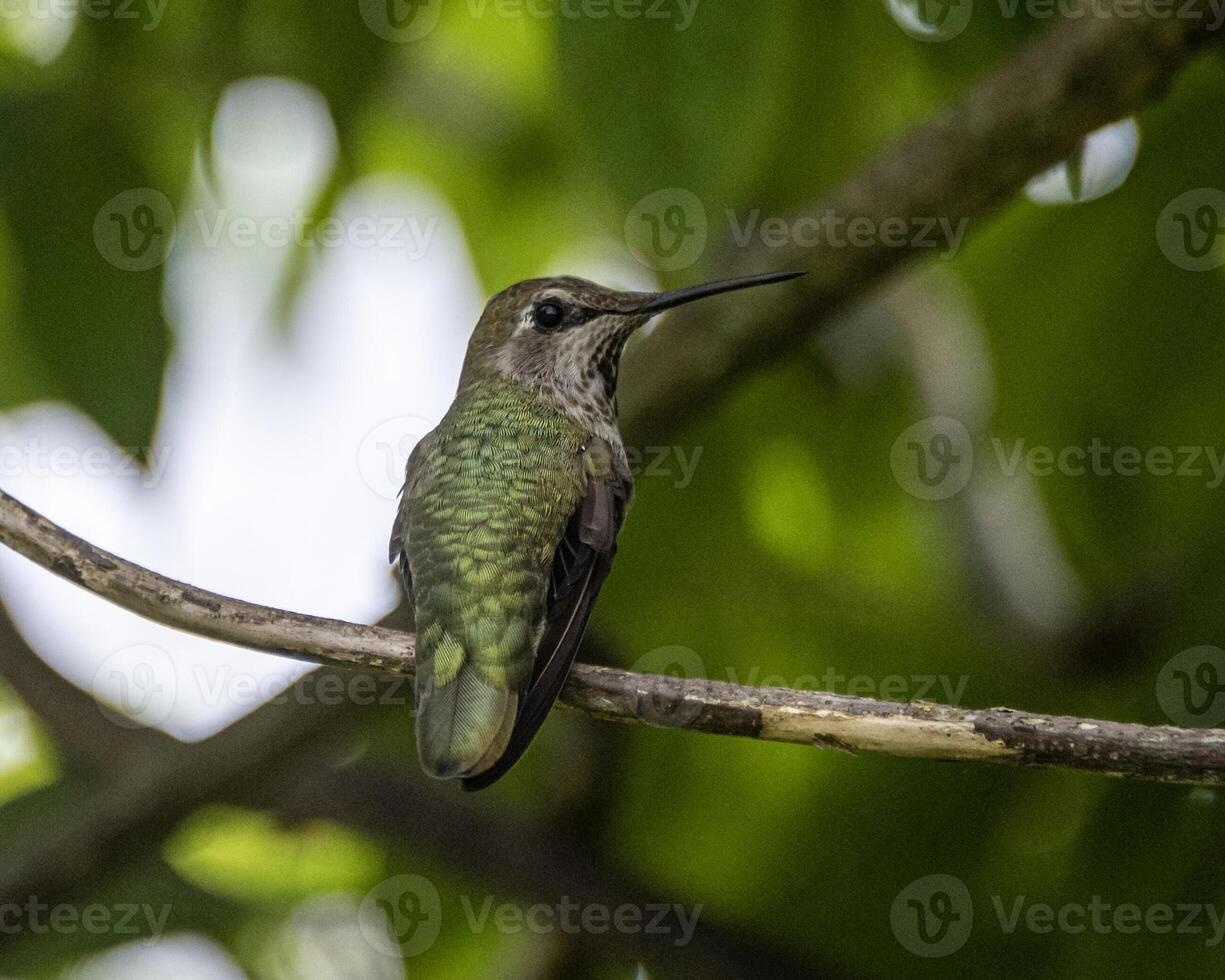 Colorful Anna's hummingbird perched on a branch surrounded by vibrant green foliage in a sunny environment photo