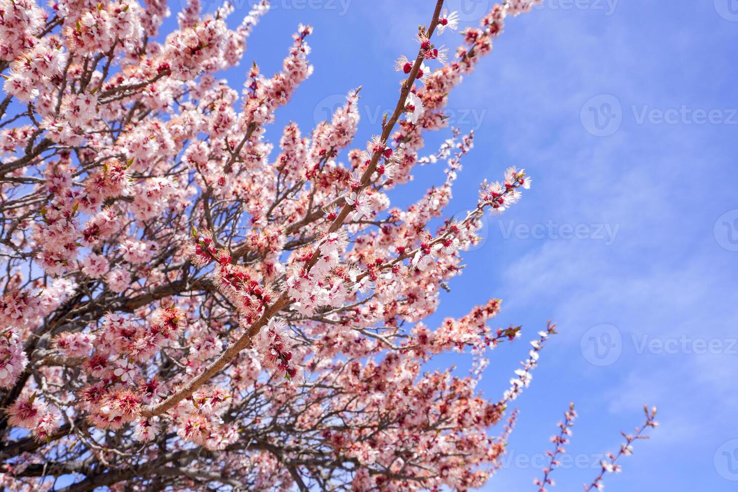 Spring Blue Sky photo