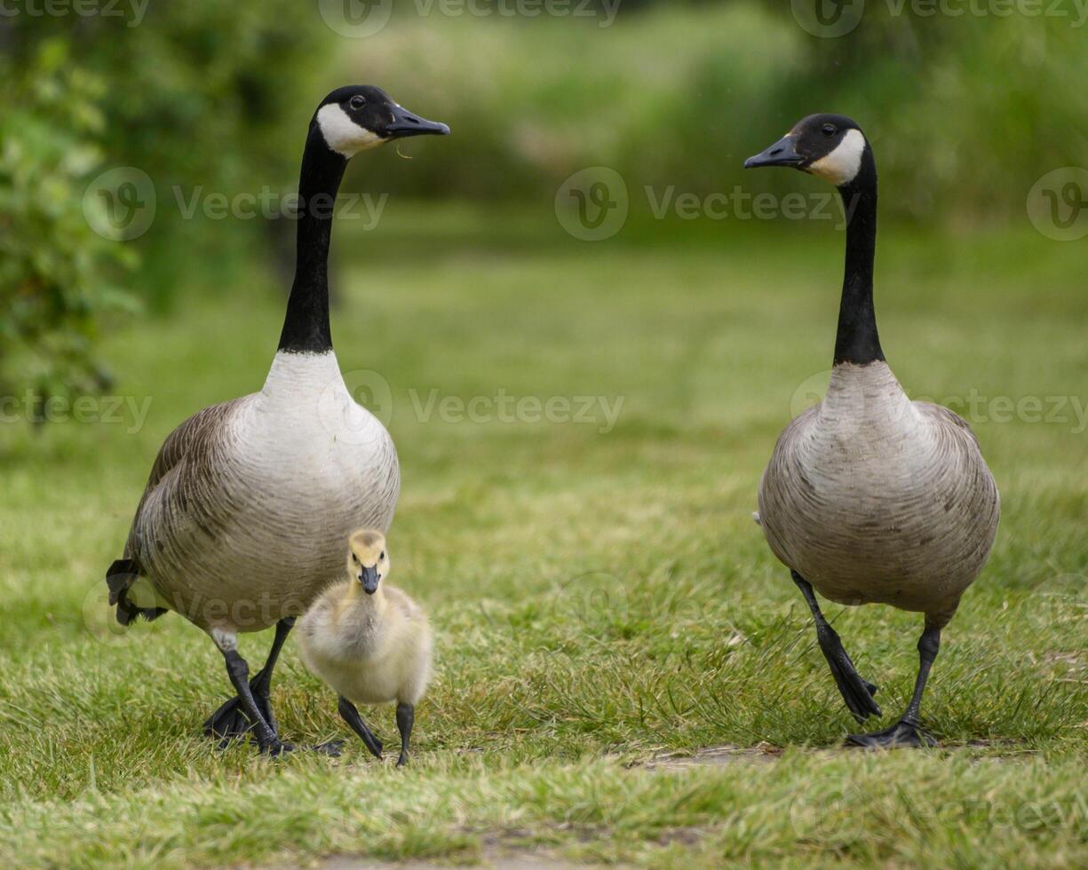Canada goose family walking together in a lush green setting during a sunny day in spring photo