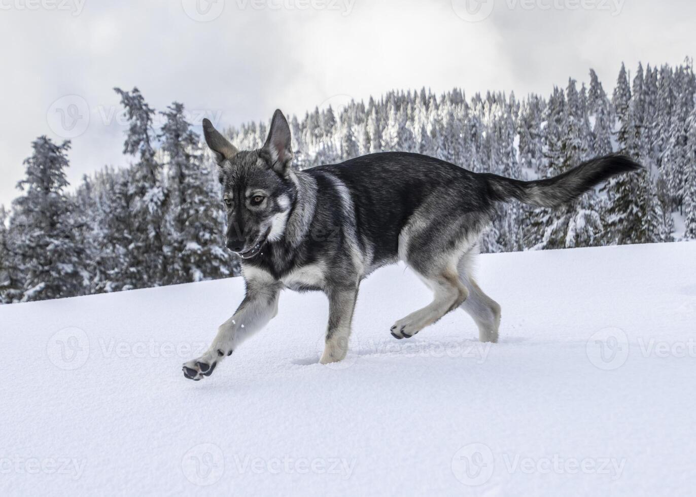 Dog plays joyfully in fresh snow in a scenic winter landscape with trees and cloudy sky photo