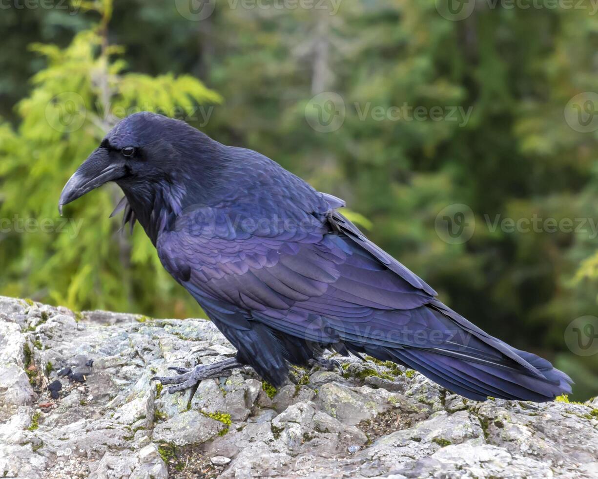 Raven perched on rocky surface amidst lush forest backdrop during daylight hours photo