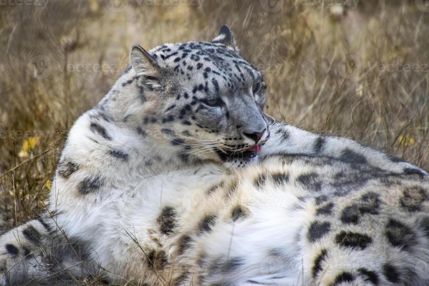 Snow leopard lounges in tall grass during a sunny afternoon in its natural habitat photo
