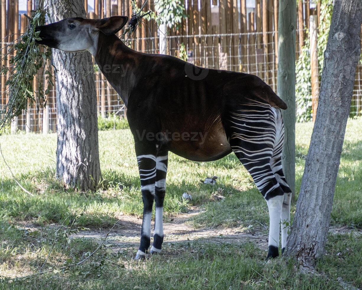 Okapi munching on leaves near trees in a natural habitat setting during daytime photo