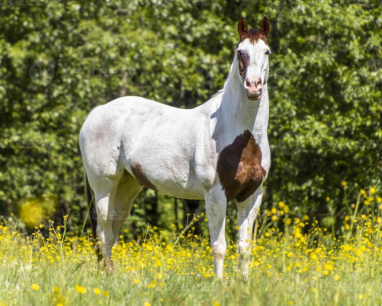 Majestic horse stands gracefully in a bright field of wildflowers during a sunny afternoon photo