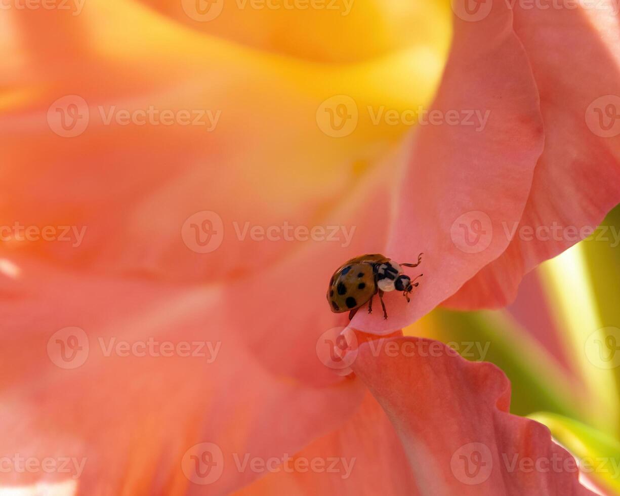 Ladybug crawls on vibrant flower petal during sunny day in spring garden photo