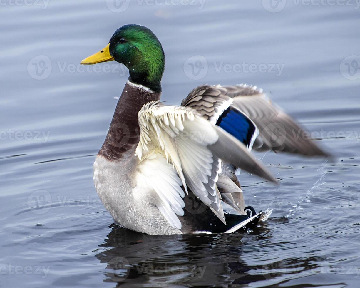 Mallard duck stretching wings in a peaceful pond at sunrise displaying vibrant colors and natural beauty photo