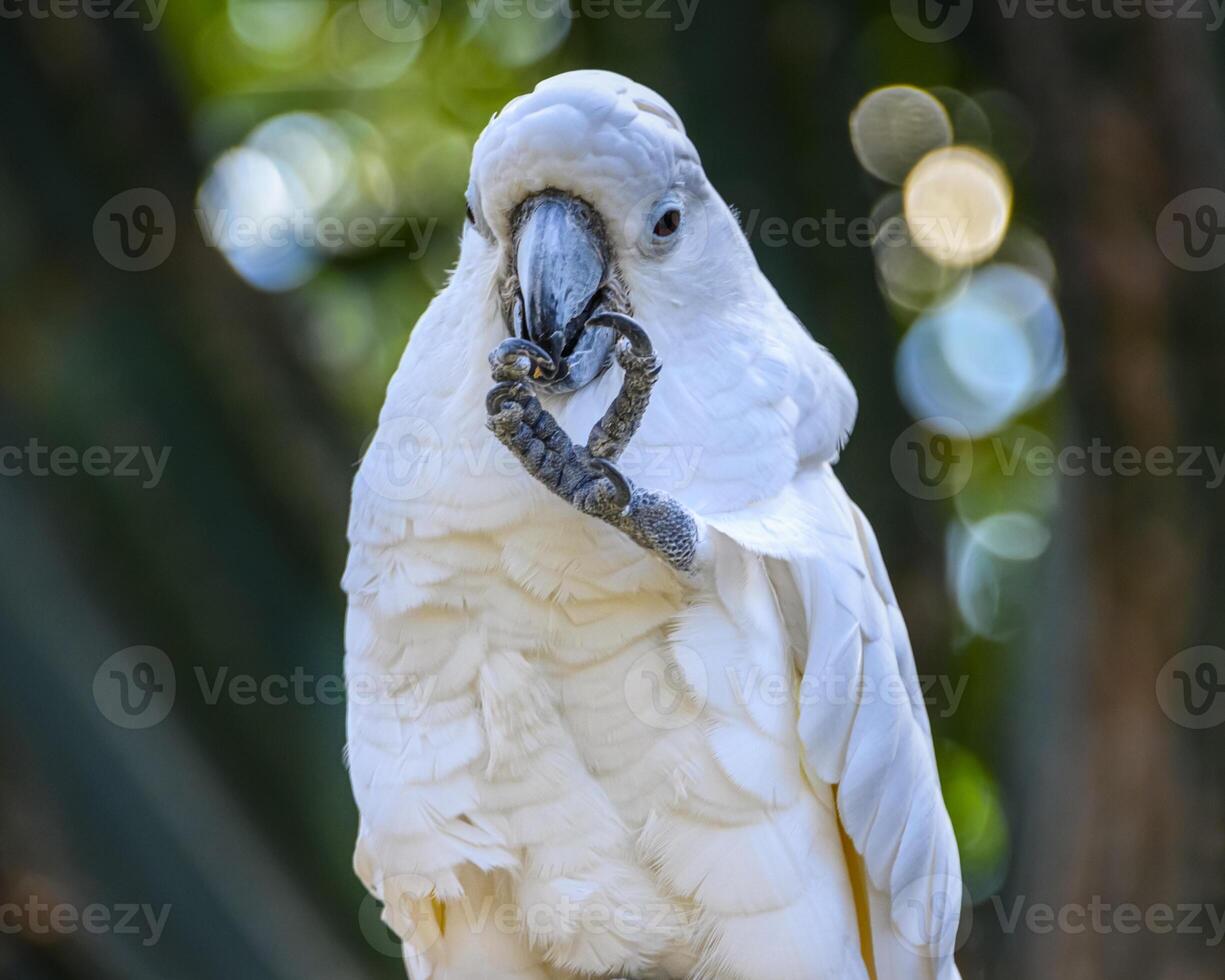White cockatoo perched quietly, holding foot with its beak in a lush green setting during the daytime photo
