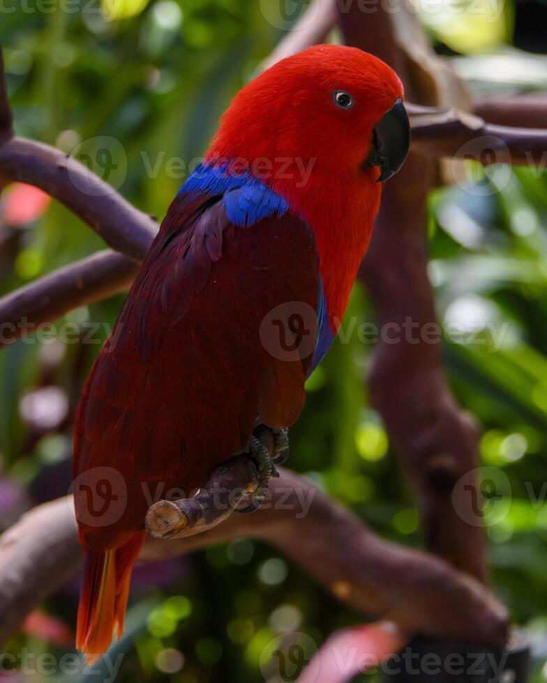 Vibrant red and blue parrot perched on a branch in a lush tropical garden during daylight hours photo