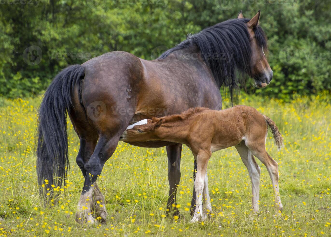 Mother horse nurturing her foal in a vibrant meadow surrounded by blooming flowers during a sunny day photo