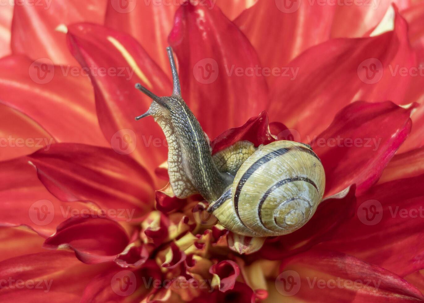 Snail exploring vibrant red flower petals during bright spring day in lush garden photo