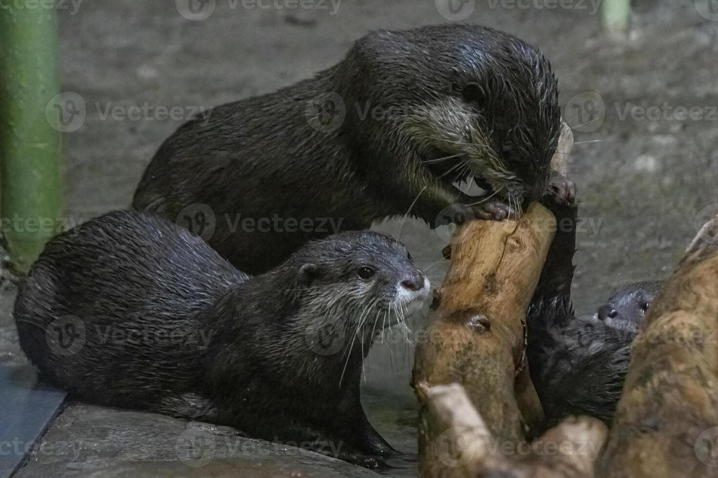 Playful otters engage with a log in their habitat during the afternoon photo
