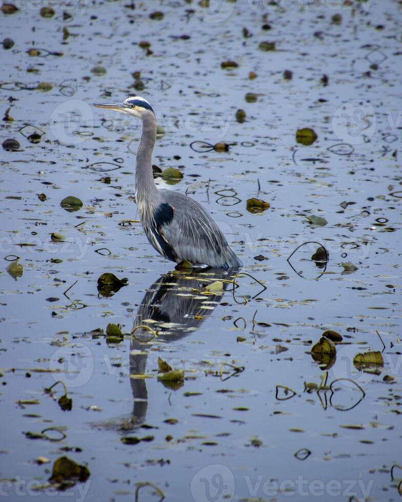 Great blue heron foraging in a serene pond surrounded by lily pads on a quiet afternoon photo