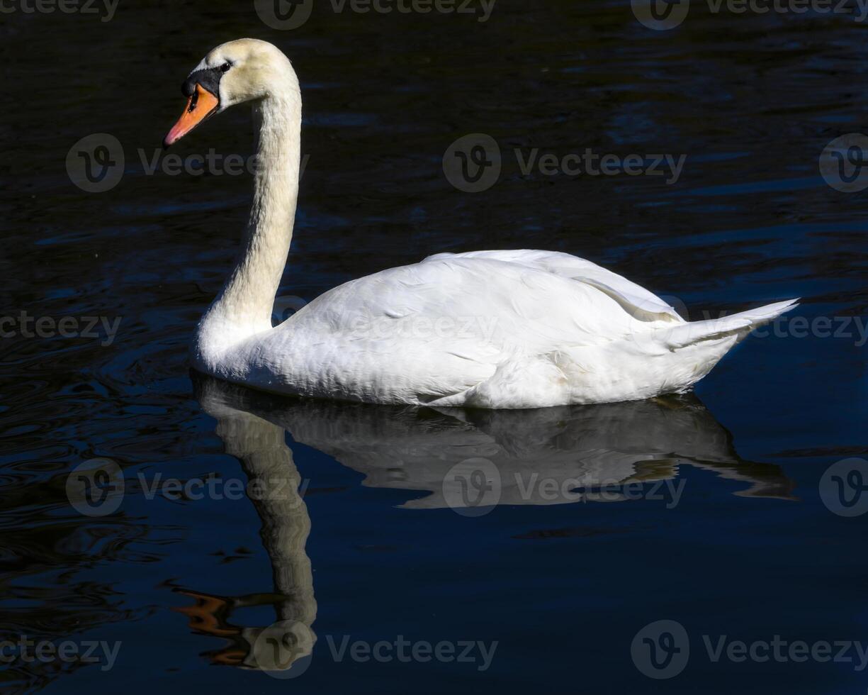 Elegant swan gracefully gliding across tranquil waters during a sunny afternoon in a serene natural setting photo