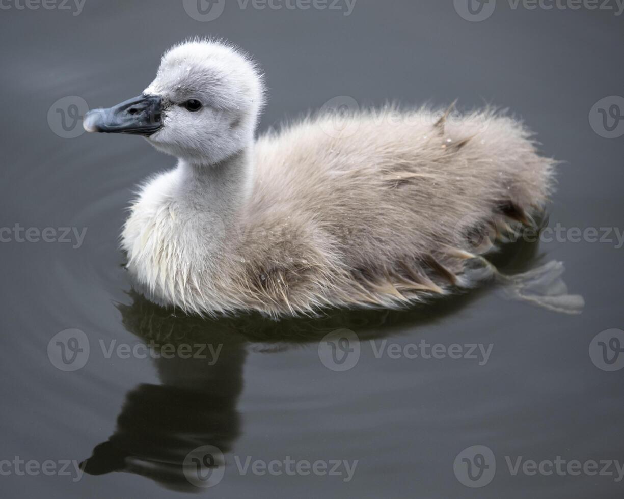 Young swan chick swimming gracefully in a calm pond during early morning light near a lush green shore photo
