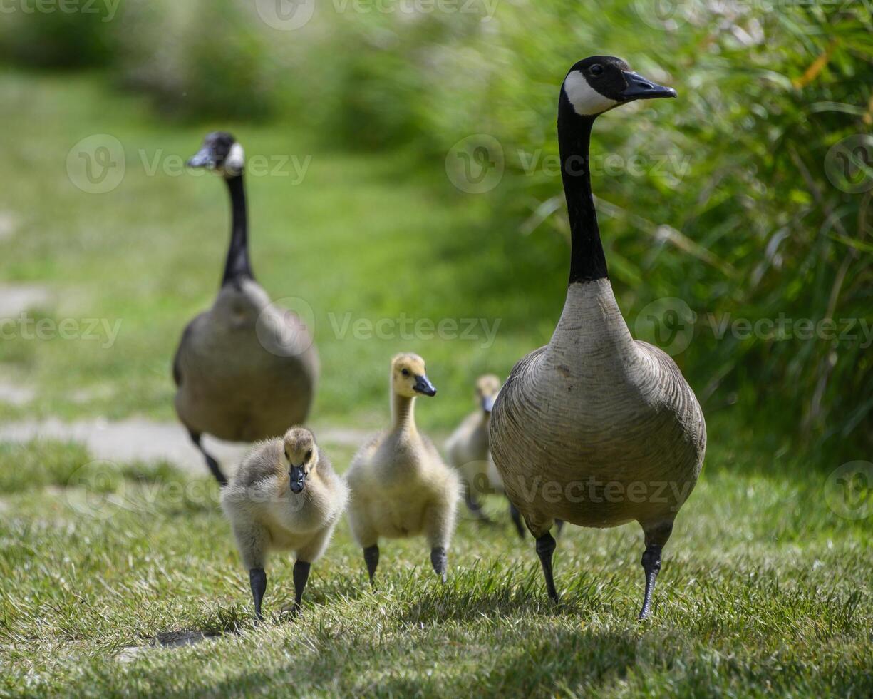 Family of geese walking together in a lush green park during a sunny day photo