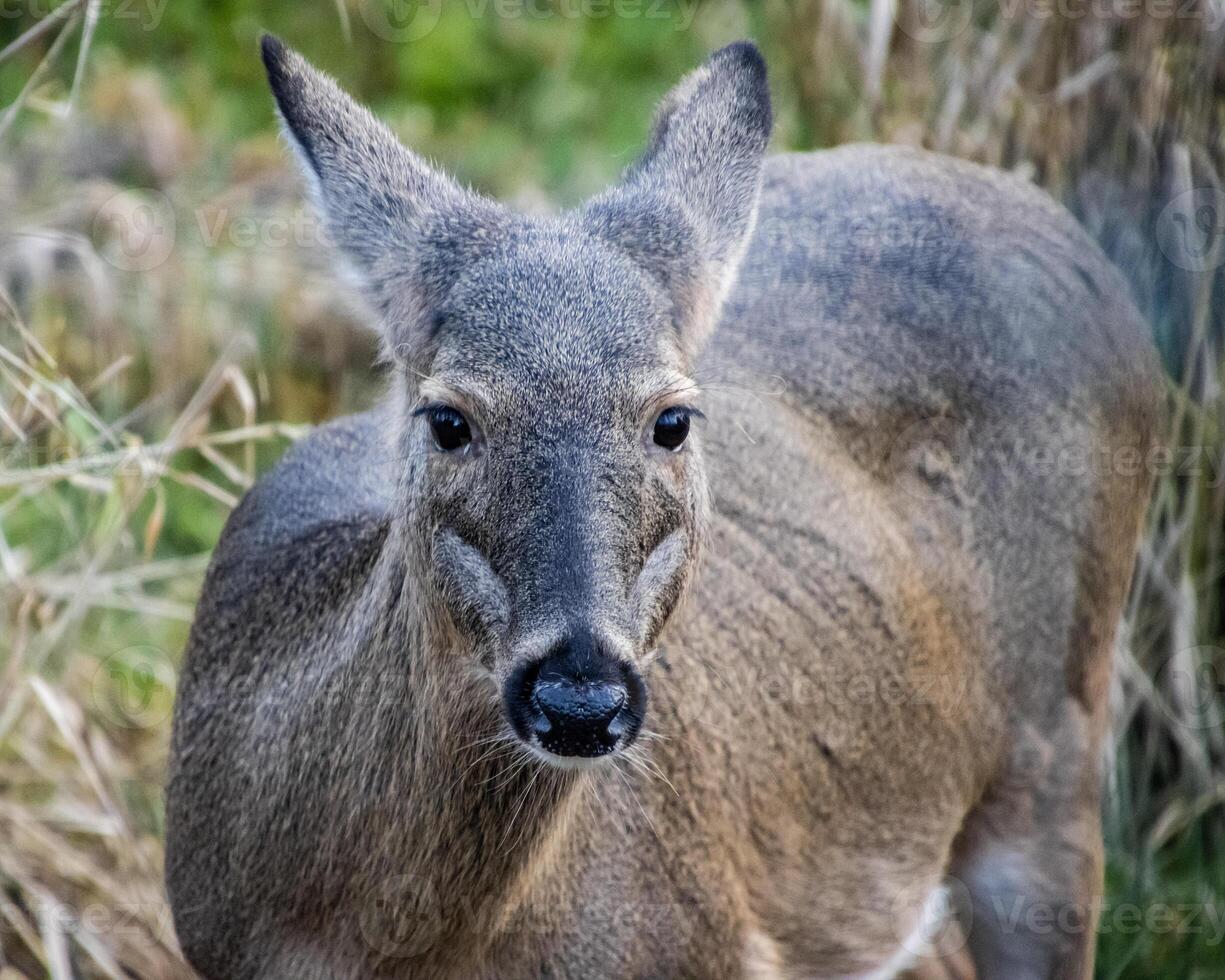 White tail deer standing amidst tall grass in a serene natural setting during the early morning light photo