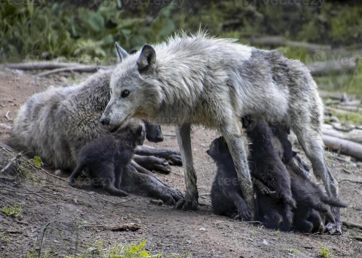 Wolf family interaction in a natural habitat during a sunny afternoon in the forest photo