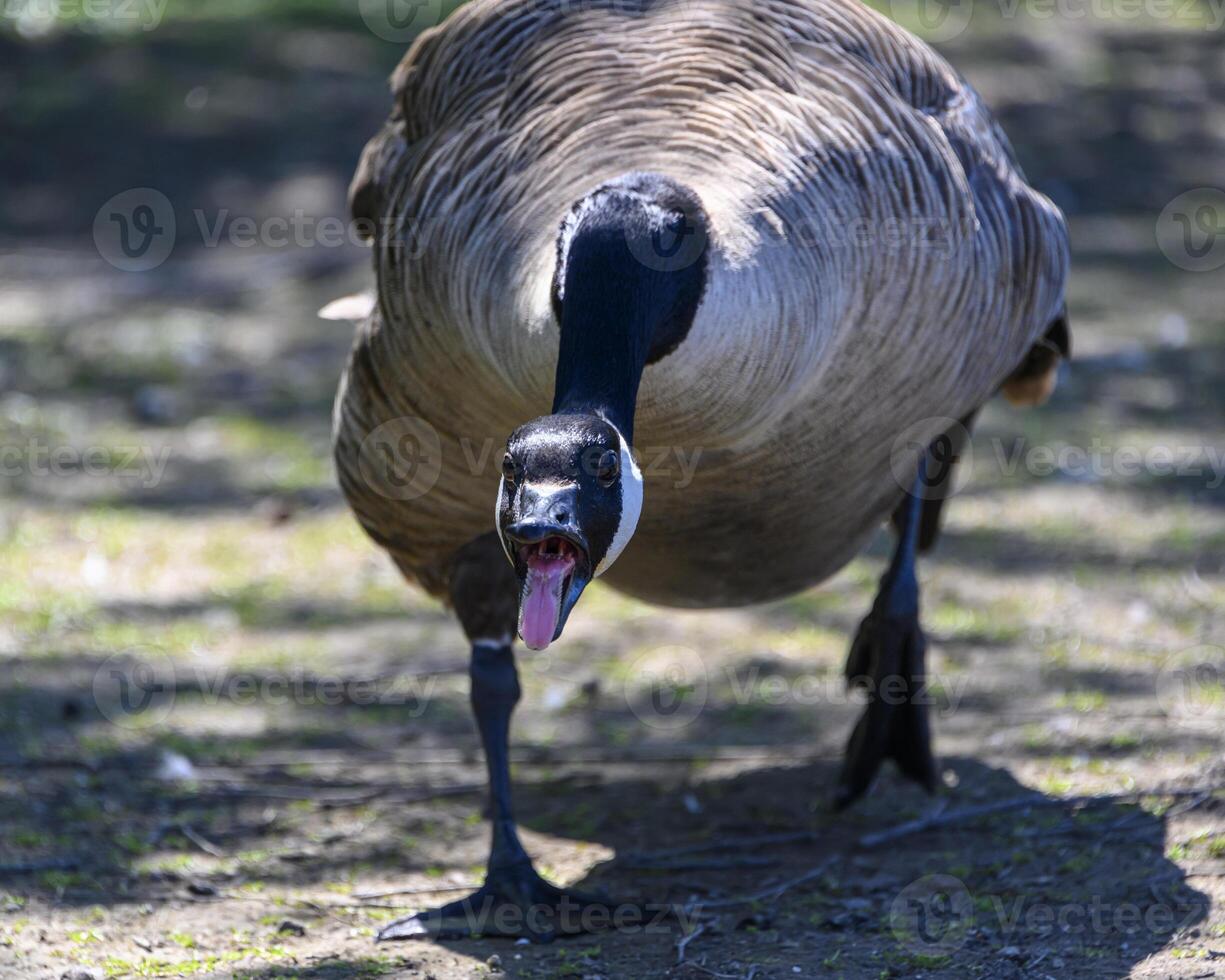 Canada goose displaying aggression in a natural park setting during midday photo
