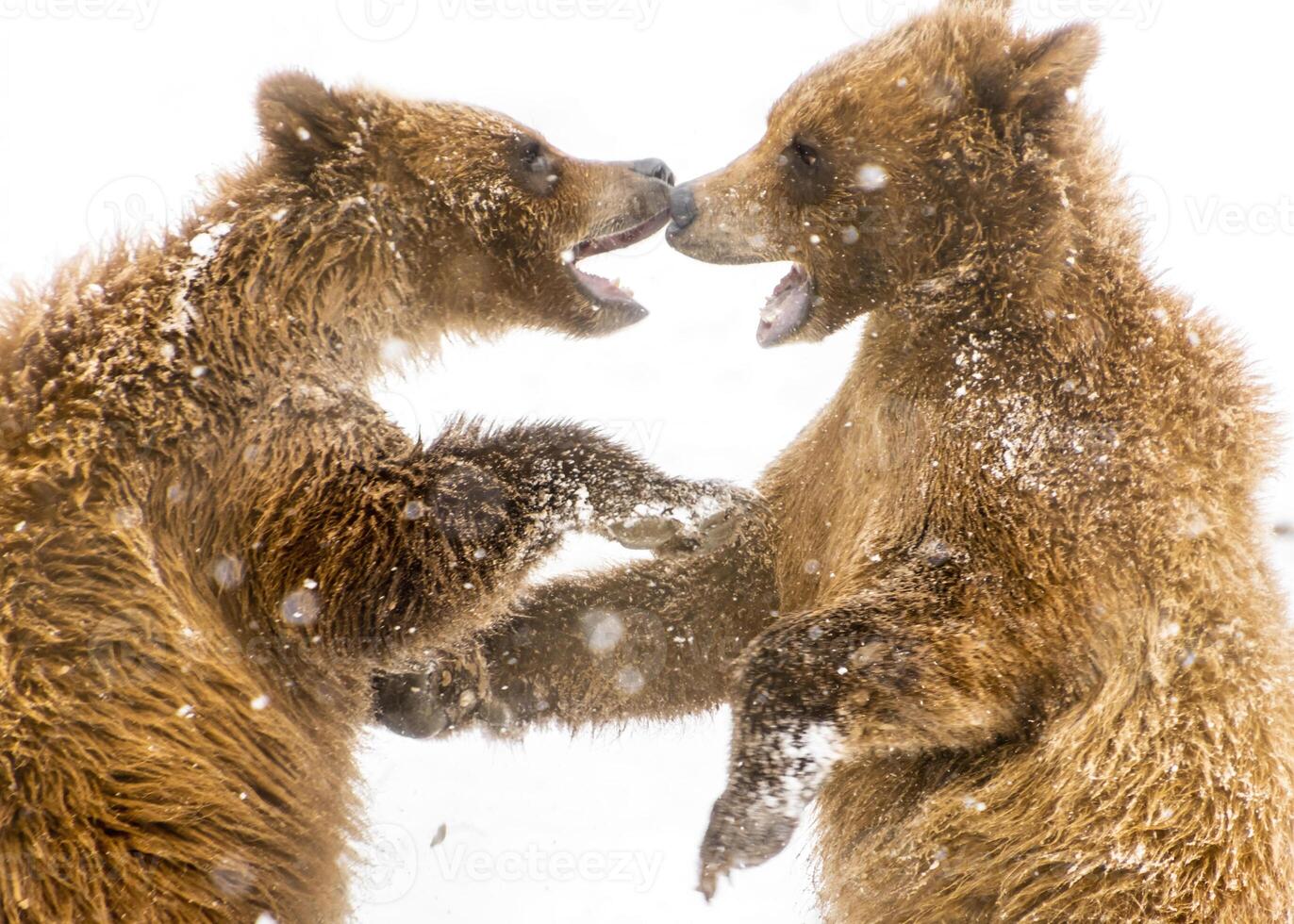 Two brown bears playfully spar in a snowy landscape during winter amidst falling snowflakes photo