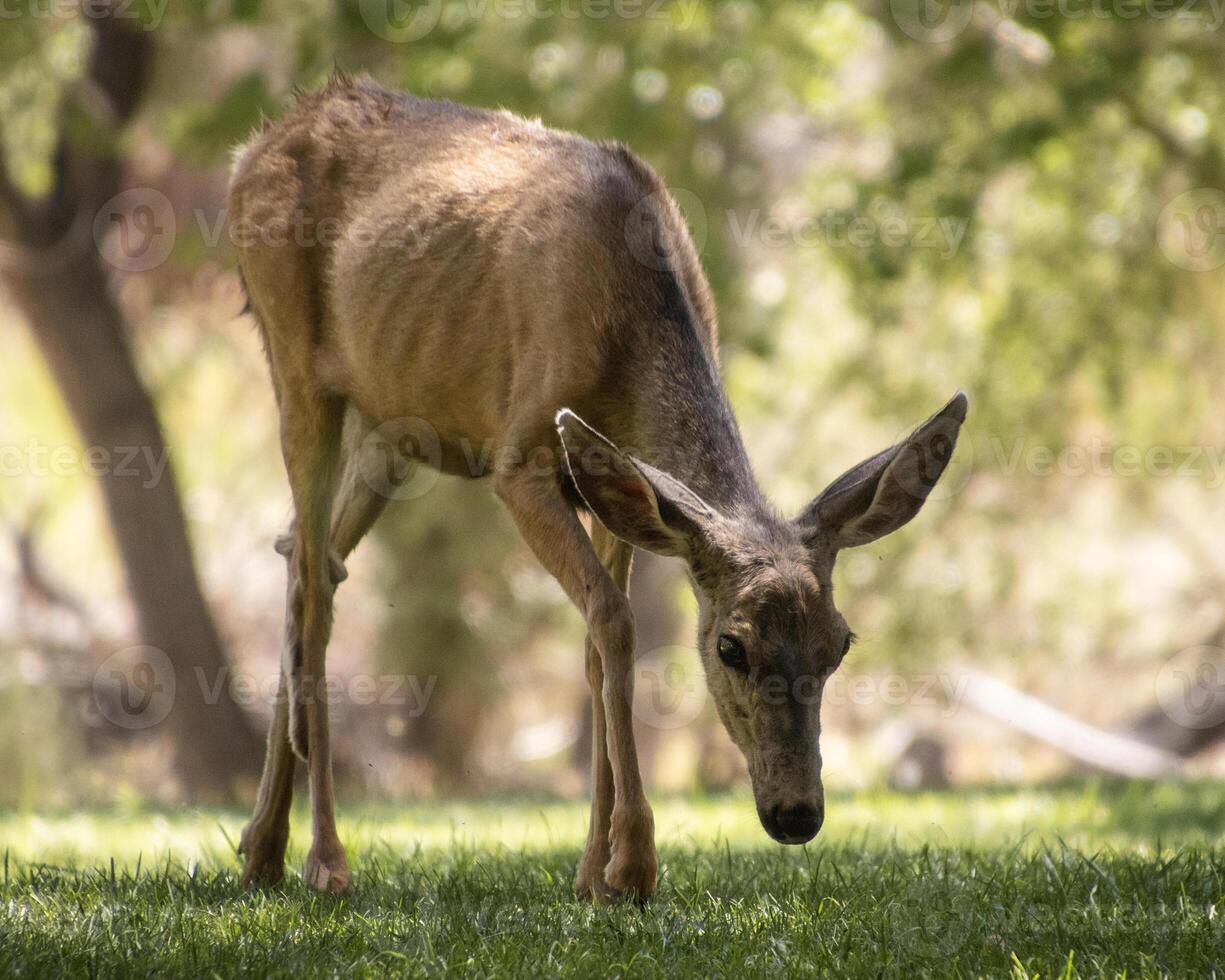Mule deer grazes peacefully in a sunlit meadow surrounded by trees in the afternoon photo