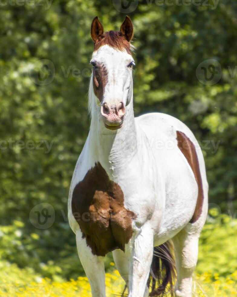 Beautiful brown and white horse standing calmly in a green pasture during a sunny afternoon photo