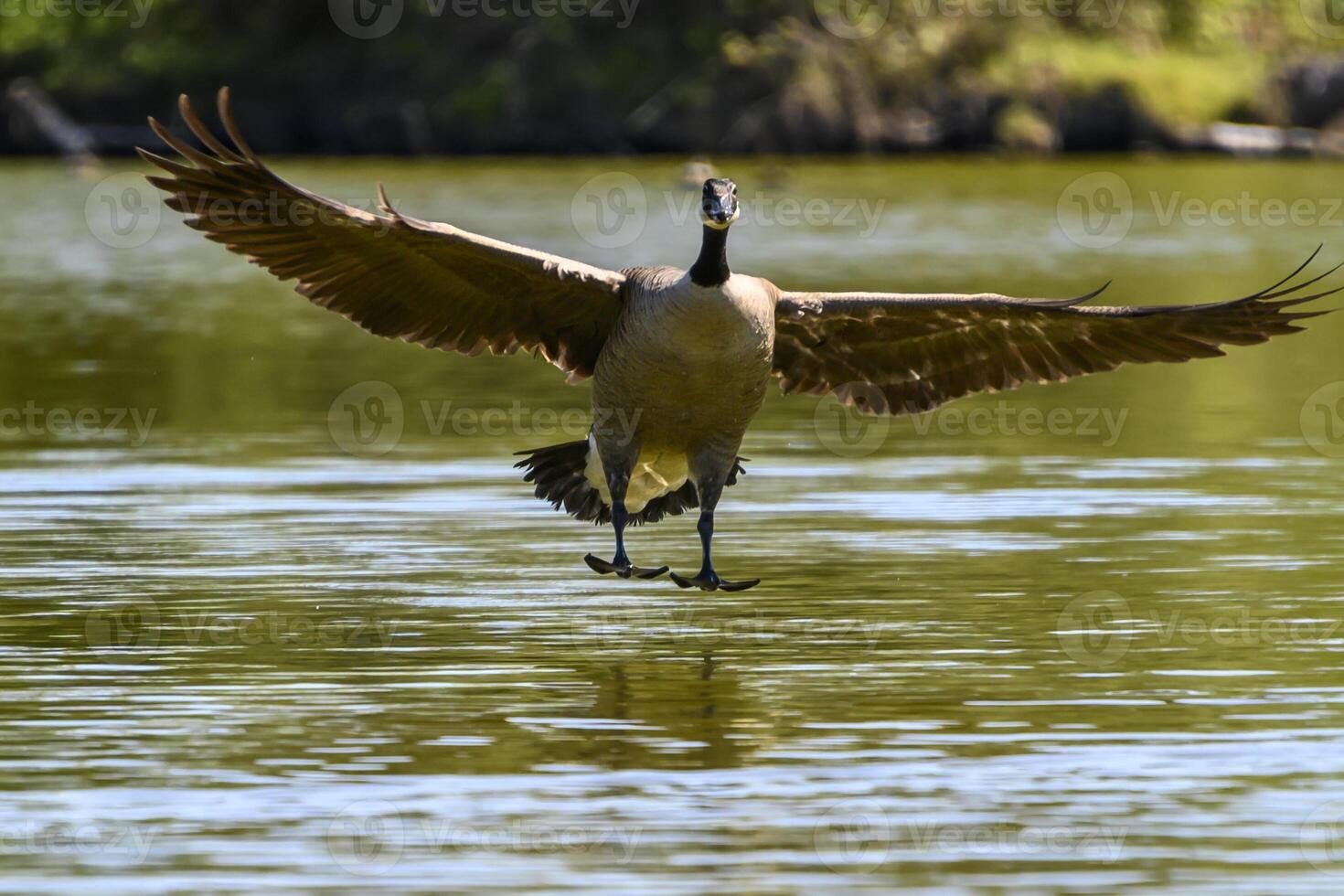 Canada goose prepares to land gracefully on a calm lake surrounded by lush greenery during a sunny day photo