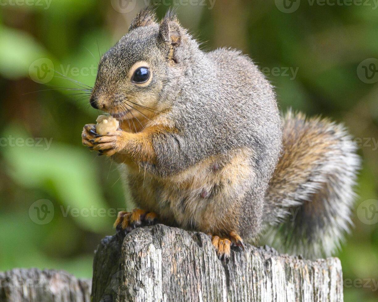 Douglas squirrel enjoying a snack while perched on a wooden post in a lush forest setting during daylight hours photo