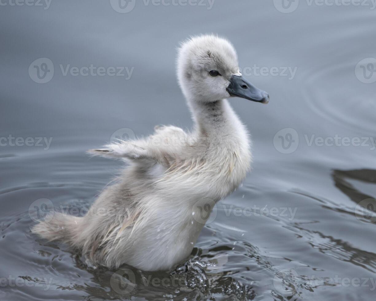 Cygnet flapping wings on calm water at dawn, showcasing its fluffy feathers in a serene natural setting photo