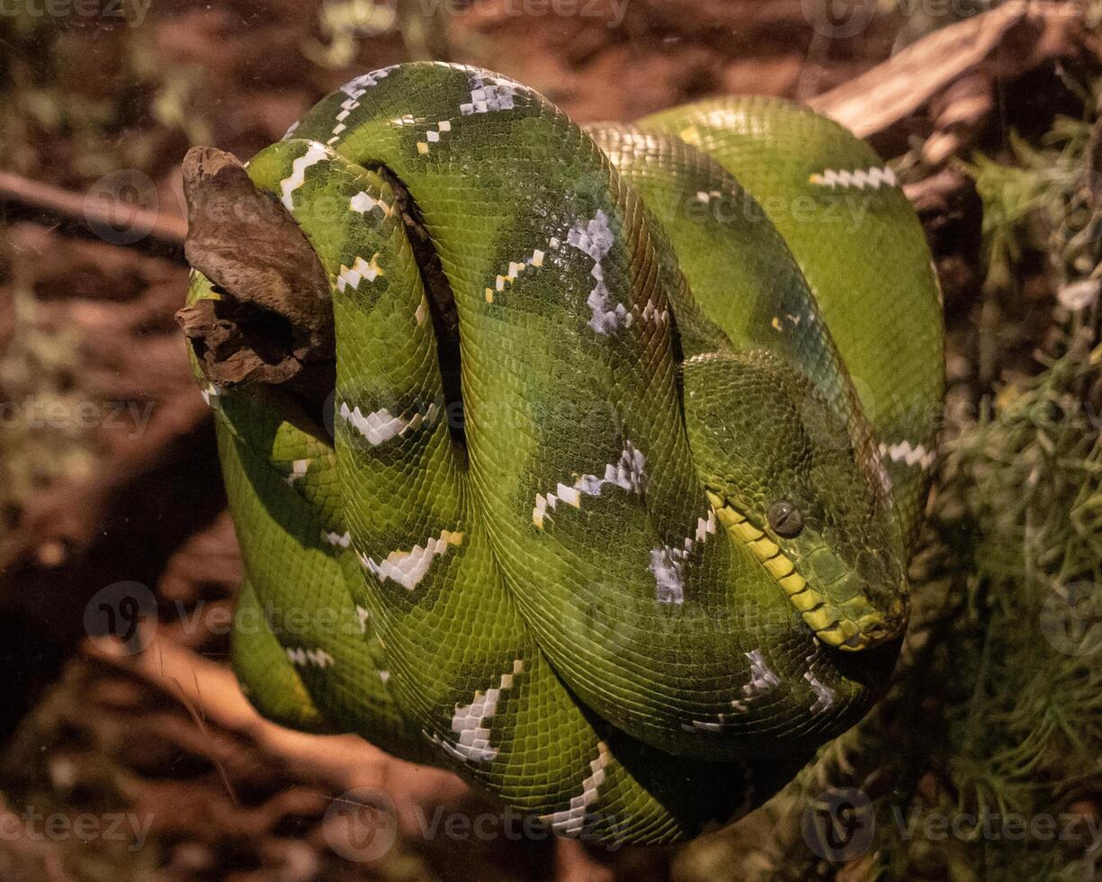 Green tree python resting on a branch in a lush forest habitat during daylight hours photo