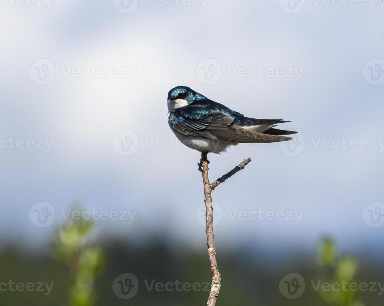 Swallow perched on a branch against a blue sky in a serene natural setting photo