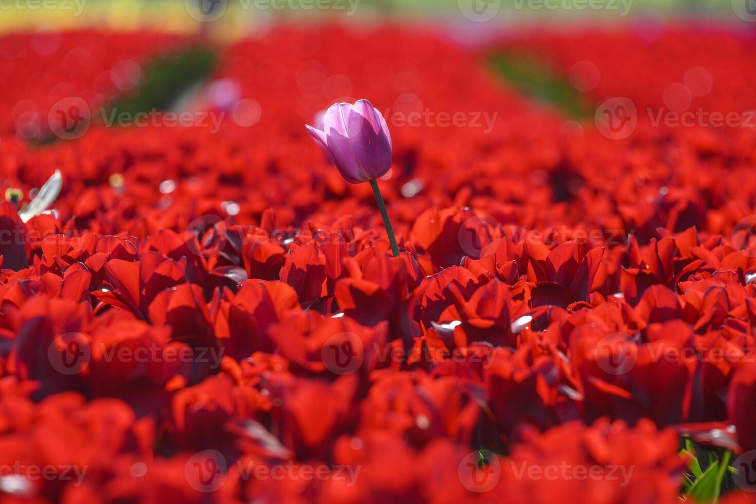 Vibrant tulip field showcasing a unique pink tulip among a sea of red blossoms during springtime photo