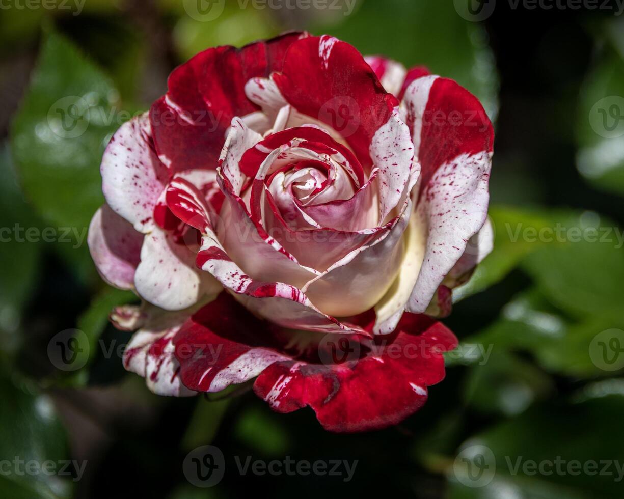 Beautiful red and white striped rose blooming in a garden during the spring season showcasing delicate petals photo
