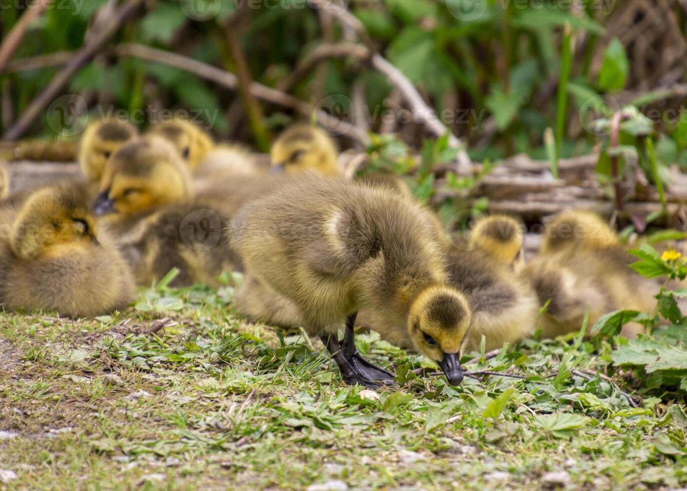 Cute goslings exploring their surroundings in a grassy area during springtime photo