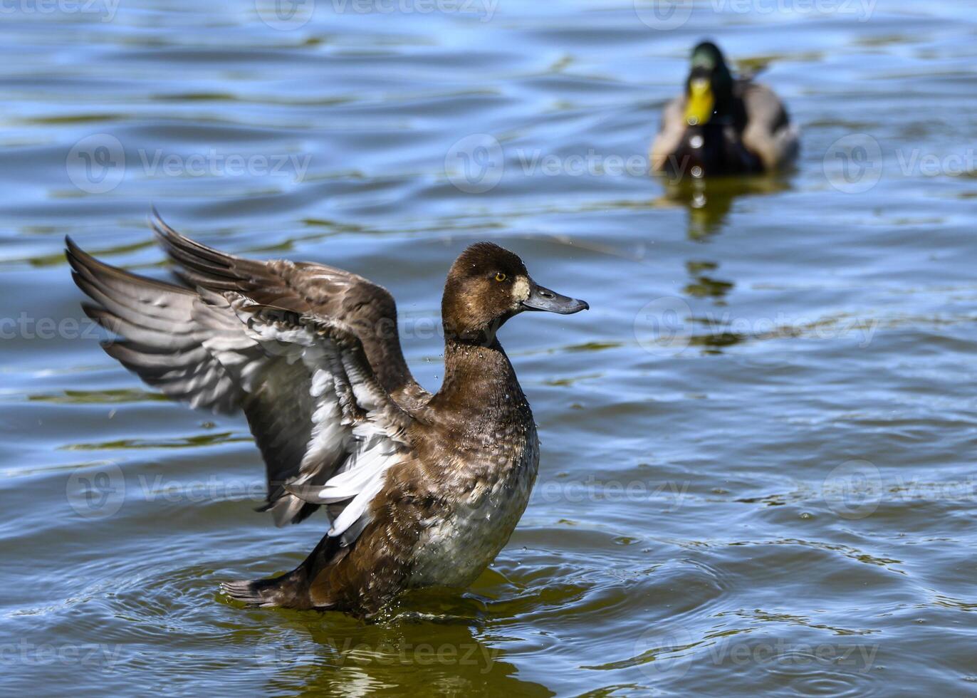 Ducks enjoying a sunny day by the water as one spreads its wings and the other swims nearby photo