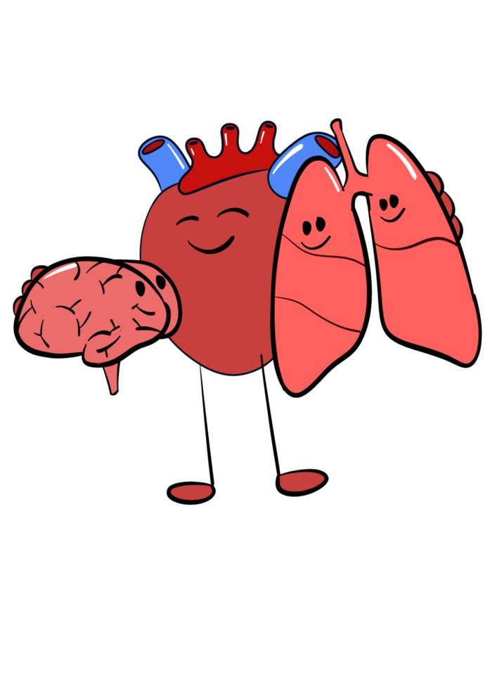 heart hug brain and lung cartoon png