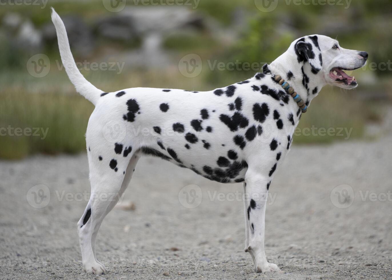 Dalmatian dog stands proudly at a park during a sunny afternoon, showcasing its distinctive spotted coat and playful demeanor photo