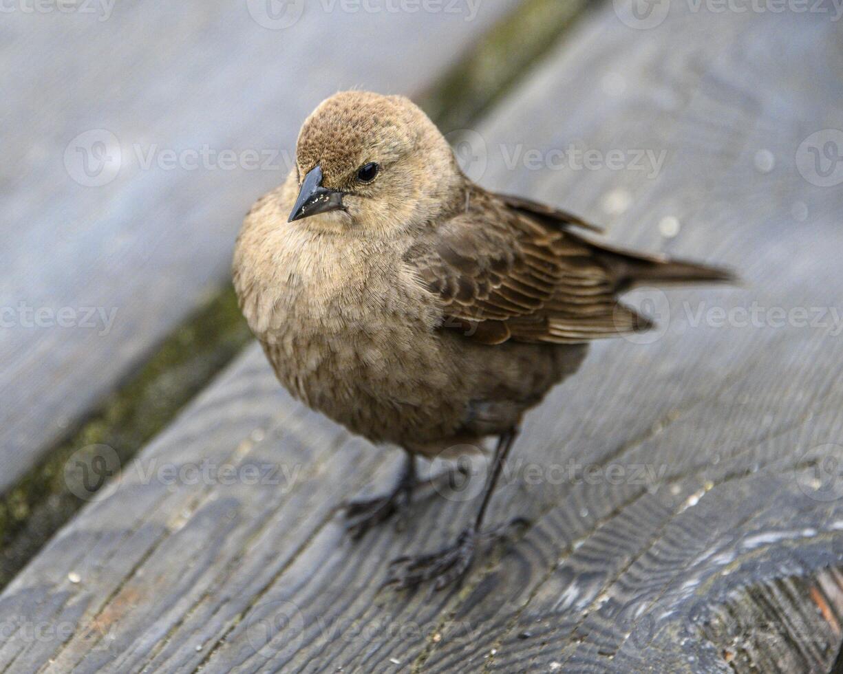 Female brown headed cowbird standing on wooden surface in natural habitat during daylight hours photo