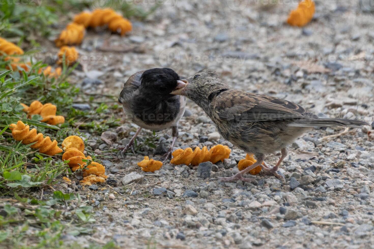 Birds interact and share food among scattered orange items in a natural setting on a sunny day photo