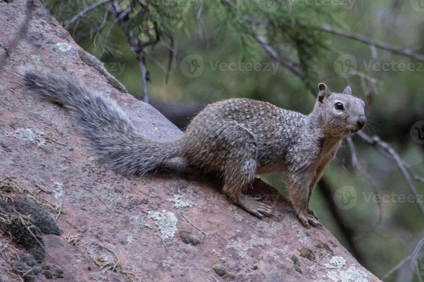 Ground squirrel climbing a rocky surface in a forest during the late afternoon light photo