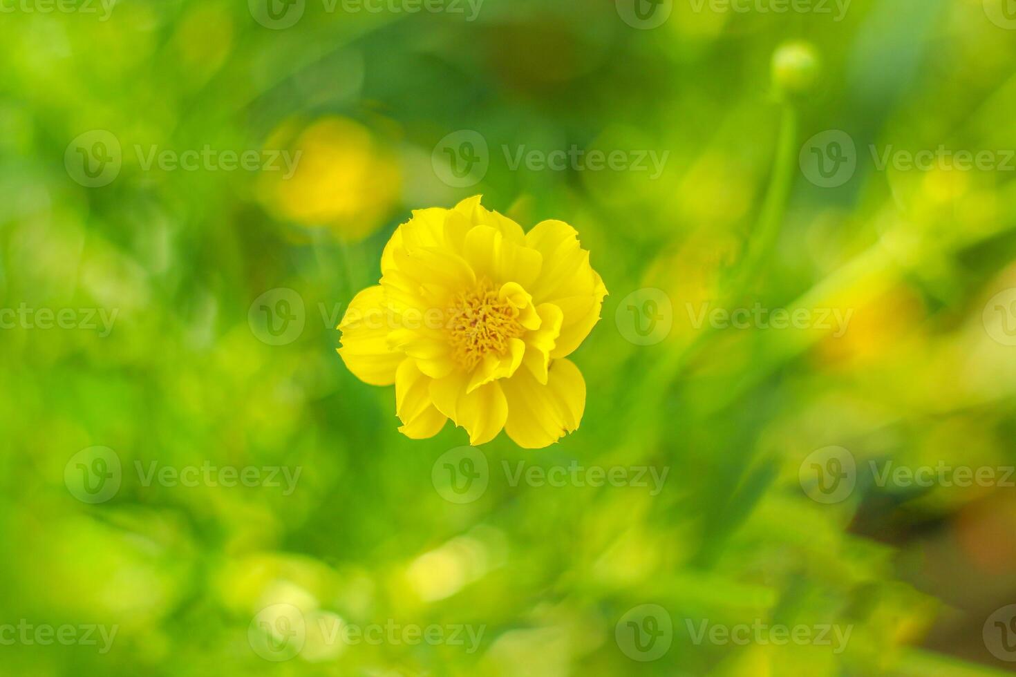 Yellow cosmos flower. Mexican Aster. Cosmos spp. Asteraceae. Compositae. color process. sulphureus Cav. photo